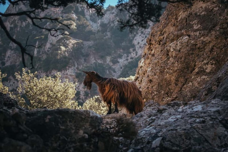 Agia Galini/Matala: Imbros Gorge & Frangokastello Day Tour - Price and value: what $71 covers, and what you should expect to pay extra