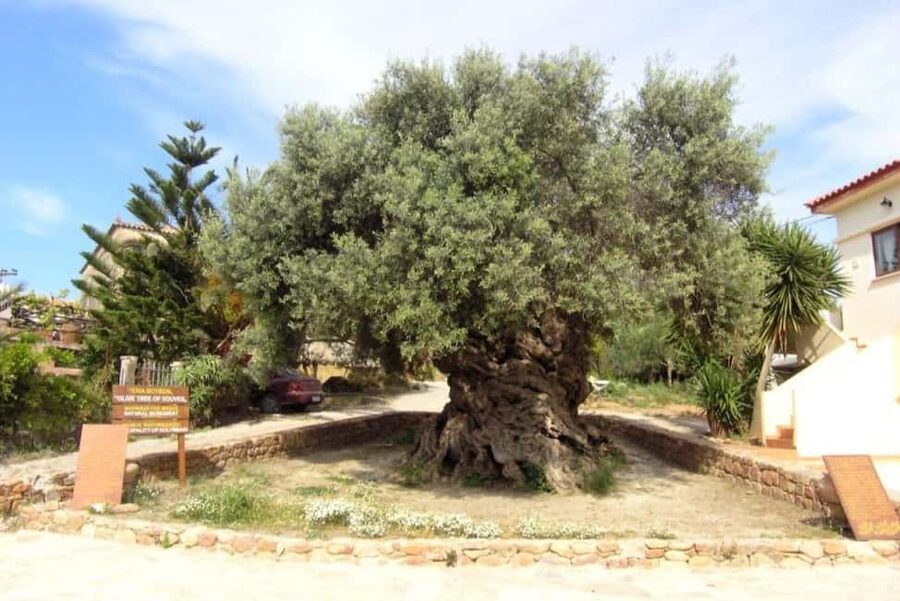 Chania Area: Food Tasting Tour with Winery Visit & Swim Stop - Perivolakia Village Tastings: Bakery Bread, Honey Steps, and Cheese in Real Time