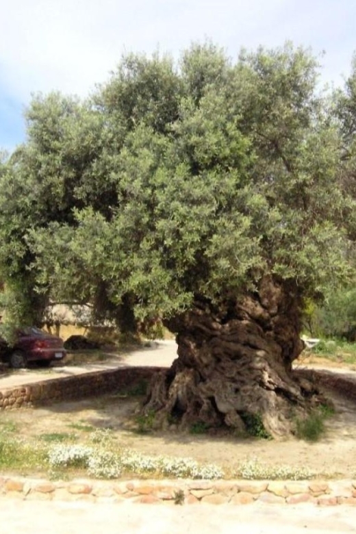 Chania Area: Food Tasting Tour with Winery Visit & Swim Stop - Who This Chania Food Tour Fits Best (and Who Should Skip It)