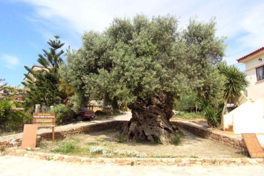 Chania Area: Food Tasting Tour with Winery Visit & Swim Stop - FAQ