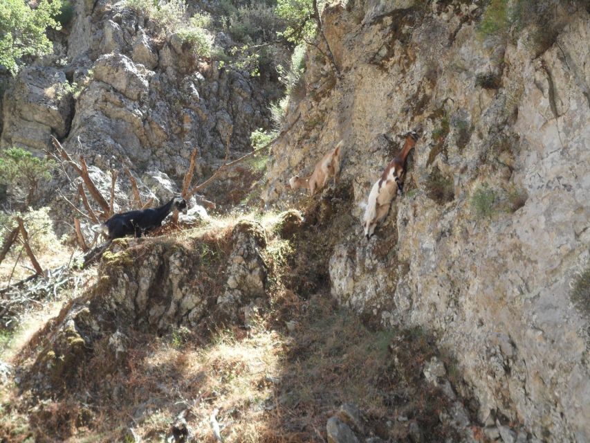 Chania: Imbros Gorge and Libyan Sea Day Tour - Komitades exit and Chora Sfakion: your seaside reset between bus rides