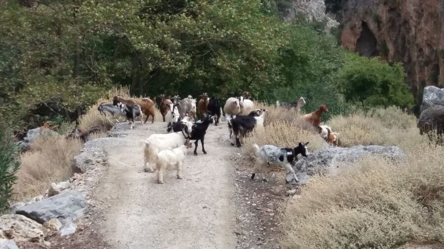 Chania: Milia Mountain Tour w/Lunch Olive Oil/Wine Tastings - Price and value: what $176 really buys you