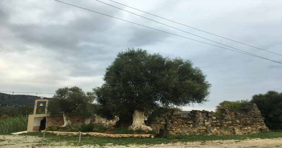 Chania Monasteries Private Tour: A Greek Orthodoxy Tribute - Meet Apostolis, the guide who ties liturgy to what you see