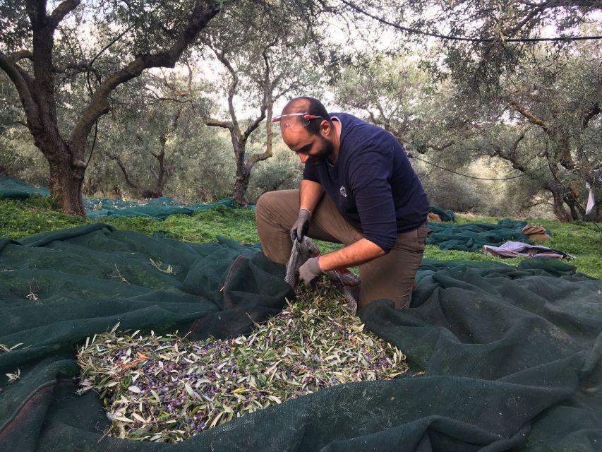 Chania Private Olive Oil Tour: Oil Tasting & Villages Tour - Chania Pickup, Private Transport, and Getting Oriented Fast