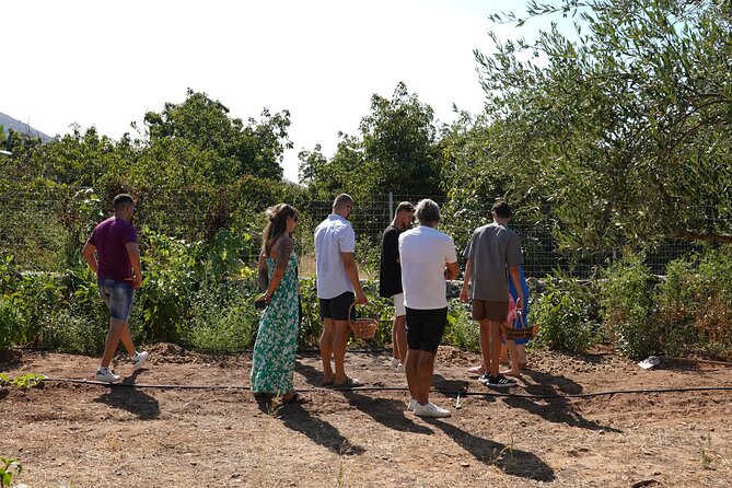 Chania Sourdough Bread Class - Olive Oil Tasting - What you’ll learn, beyond the recipe