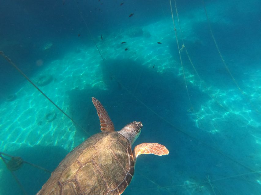 Chania: Stand-Up Paddleboard Small Group Tour - What to Bring So Your Day Goes Smooth