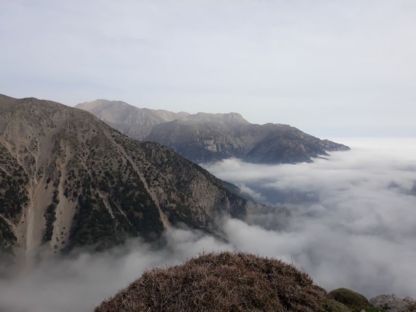 Chania: White Mountains Safari Tour with Lunch and Tastings - Ano Vouves: the olive tree stop that frames the whole tour