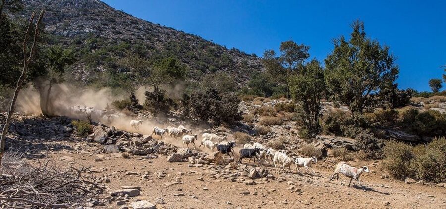 Chania: White Mountains Safari Tour with Lunch and Tastings - The return drive to Chania: Aegean viewpoints and groves that change fast