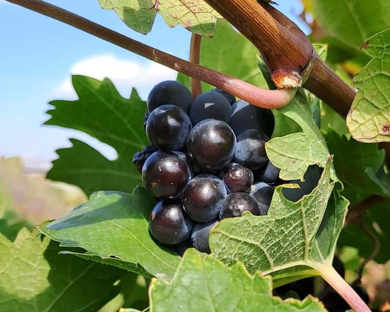 Crete: 2 Wineries Tour with Wine Tasting & Lunch - The day’s rhythm: small group, hotel pickup, and comfortable pacing