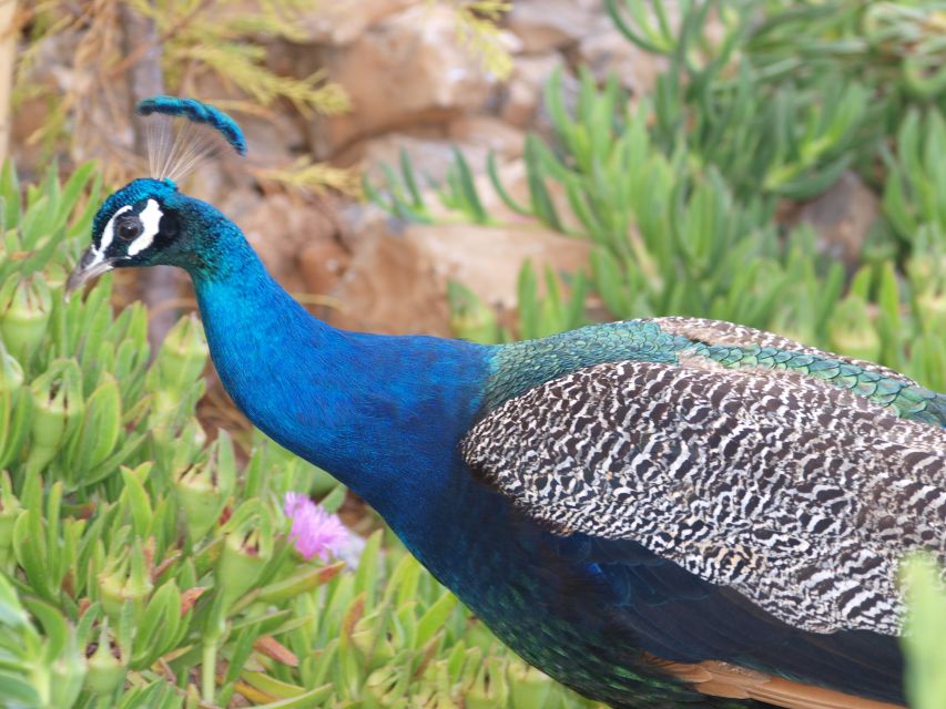 Crete: Agios Nikolaos, Kritsa and Amazonas Park Day Trip - Price and Value for an 8-Hour Guided Day