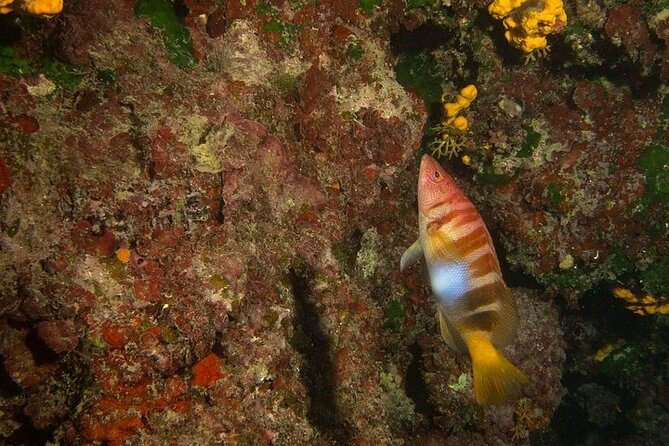 Crete-Chania: Snorkeling & Scuba Dive for Beginners by Boat - Blue Cave snorkeling: what the hour feels like