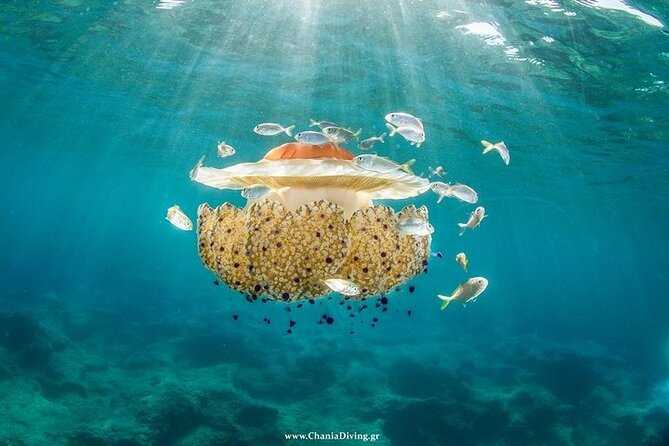 Crete-Chania: Snorkeling & Scuba Dive for Beginners by Boat - Underwater photos and video: why this changes the value