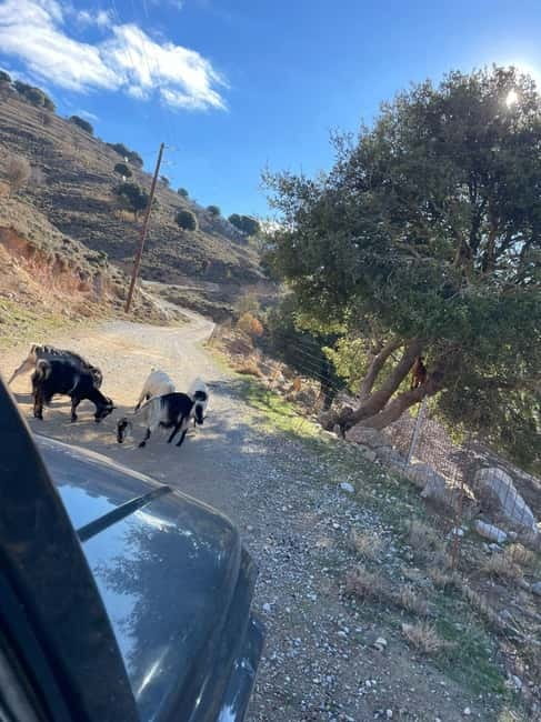 Crete: Explore Lassithi Plateau, Myths & Cretan Cuisine - Krasi Village and the 2,400-year-old plane tree you can stand under