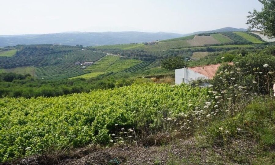 Crete: Full-Day Cretan Wines, Olive Oil, Raki and Food Tour - Rakokazano raki distillery and the ancient wine press