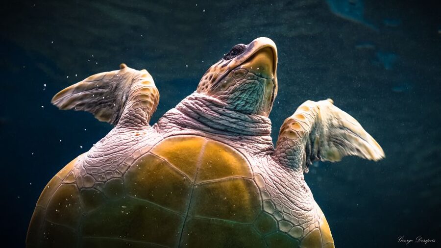 Crete: Heraklion Center, Local Market and Creta Aquarium - Time management and how transport details affect your day
