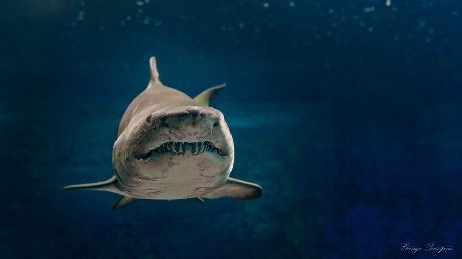 Crete: Heraklion Center, Local Market and Creta Aquarium - Who should book this Heraklion plus aquarium tour?