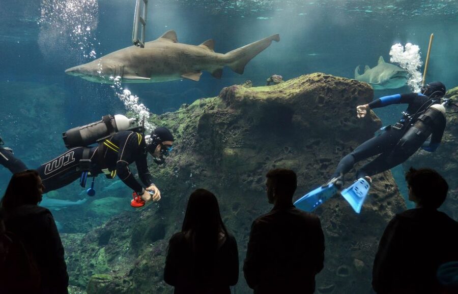 Crete: Heraklion Center, Local Market and Creta Aquarium - Cretaquarium: sharks, sea turtles, and the jellyfish moment