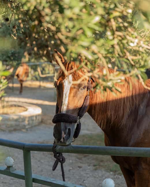 Crete Horse Riding: East Coastline Ride - Language support and guide style: English and Greek helps