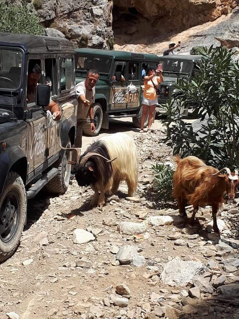 Crete: Jeep Safari Wine & Olive Oil testing Shepherd's House - Olive oil farm visit: where you learn what Cretan olive oil is really about
