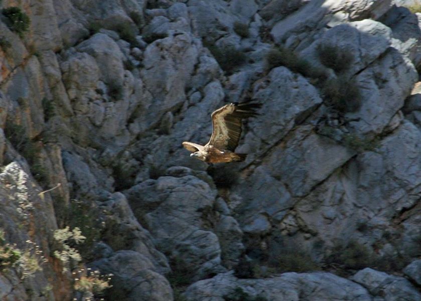 Crete: Land Rover Safari Through Katharo Plateau - Katharo Plateau and the route up to 1,500 meters