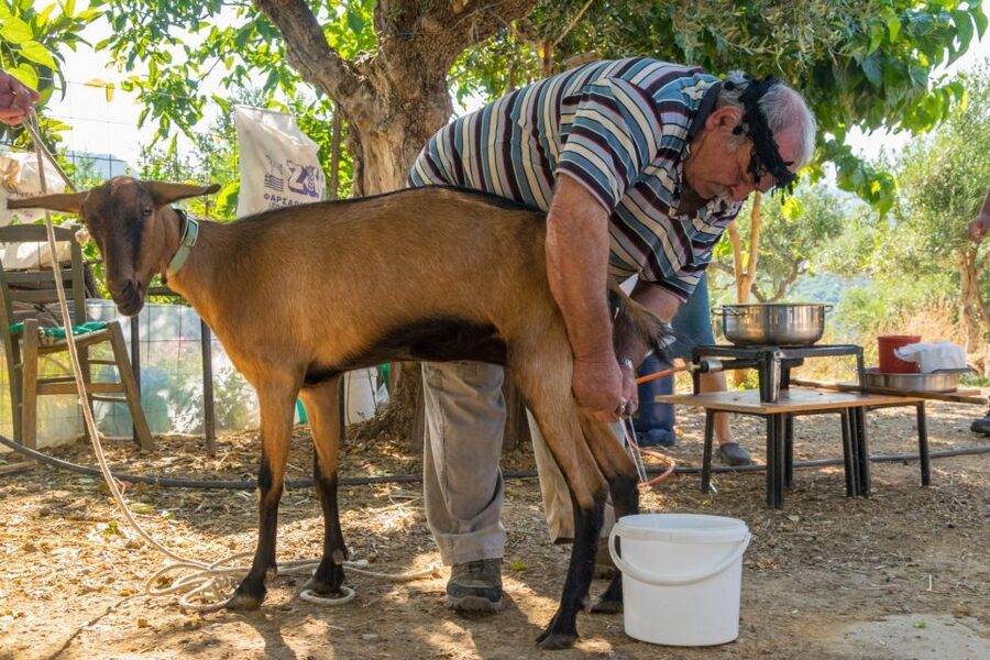Crete: Lasithi Plateau and Cave of Zeus Off-Road Safari Tour - Key things to know before you go
