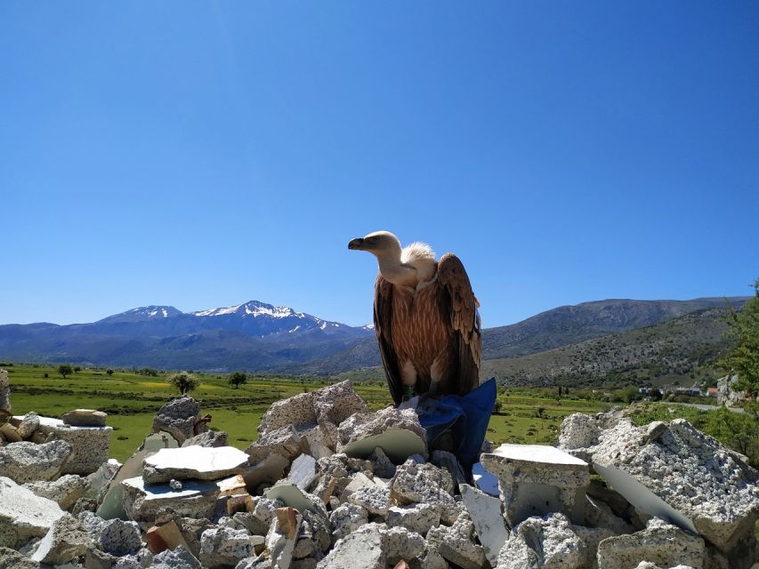 Crete: Lasithi Plateau and Cave of Zeus Off-Road Safari Tour - Price and value: why $104 makes sense, plus the 15 euro cave ticket