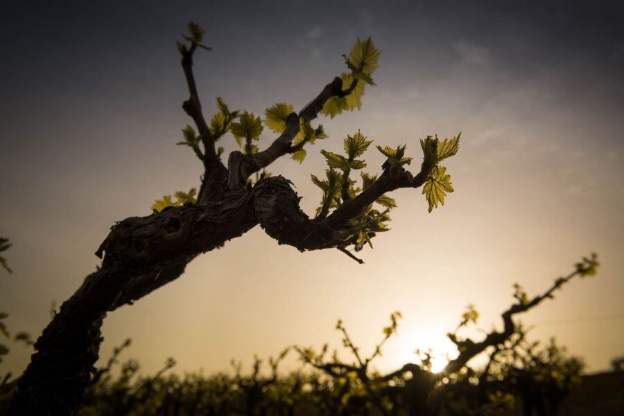 Crete: Olive, Wine, & Raki on a Flavorful Culinary Journey - Key Moments That Make This Tour Worth Your Time