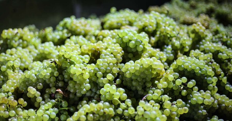 Crete: Olive, Wine, & Raki on a Flavorful Culinary Journey - Who This Tour Suits Best (and Who Might Want Another Style)