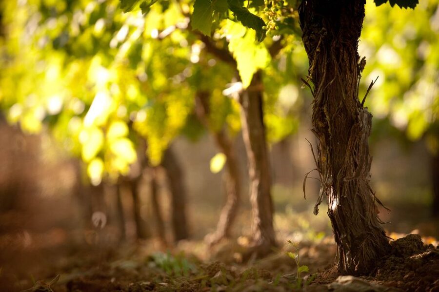 Crete: Olive, Wine, & Raki on a Flavorful Culinary Journey - Skalani Olive Grove and Olive Mill: What Olive Oil Extraction Really Means