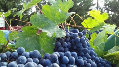 Olive, Wine, & Raki on a Flavorful Culinary Journey