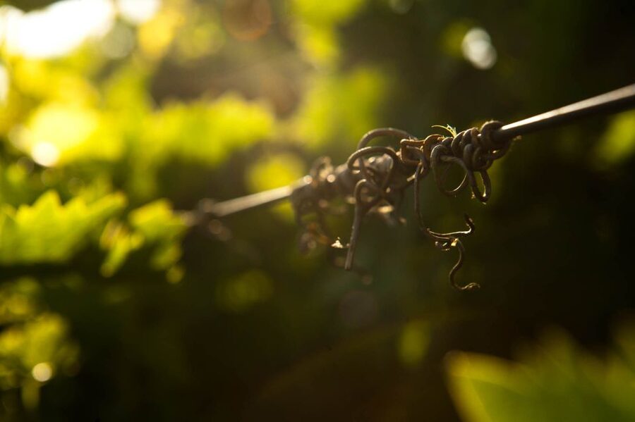 Crete: Olive, Wine, & Raki on a Flavorful Culinary Journey - Stironas Raki Distillery and Spirits Tour: Two Rakis With Context