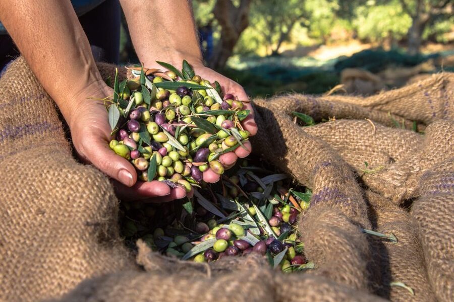 Crete: Olive, Wine, & Raki on a Flavorful Culinary Journey - Lunch at the Winery Distillery: Light Lunch That Often Feels Like a Real Meal