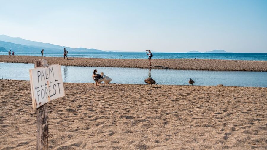 Crete: Preveli Tropical Beach and Palm Forest - Price and value: is $46.30 a smart deal?