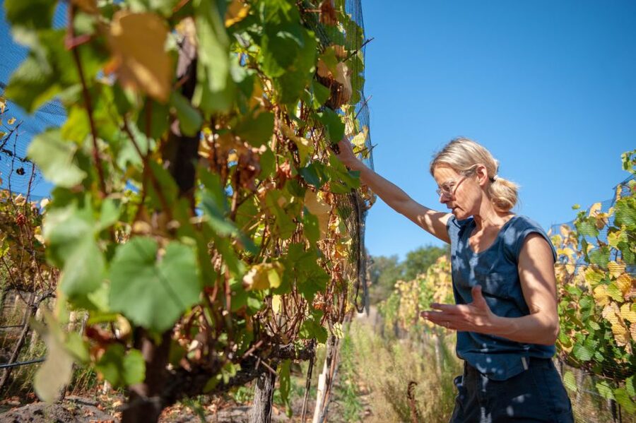 Crete Private Tour: The Secrets of Wine, Olives & Honey - Private 4x4 from Rethimno: what this timing and group size really means