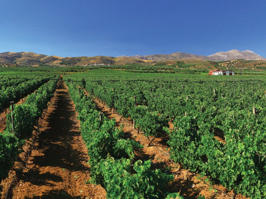 Crete Private Tour: The Secrets of Wine, Olives & Honey - Apithano honey factory: learning bees through a guided tasting