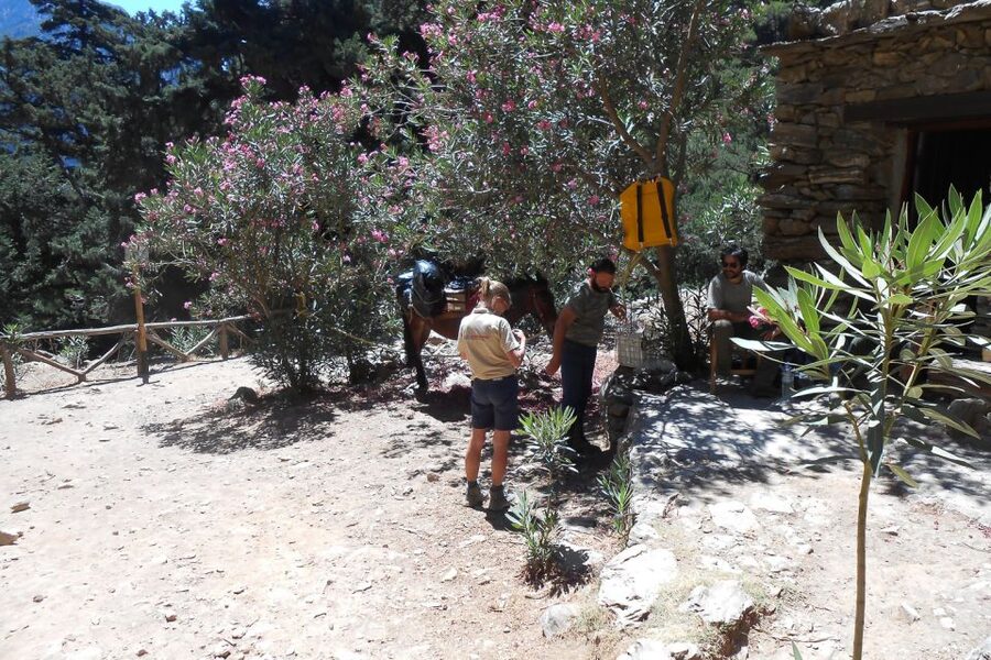 Crete: Samaria Gorge Hiking with transfer and expert Escort - Getting to the Omalos Plateau: transfer that keeps the day moving
