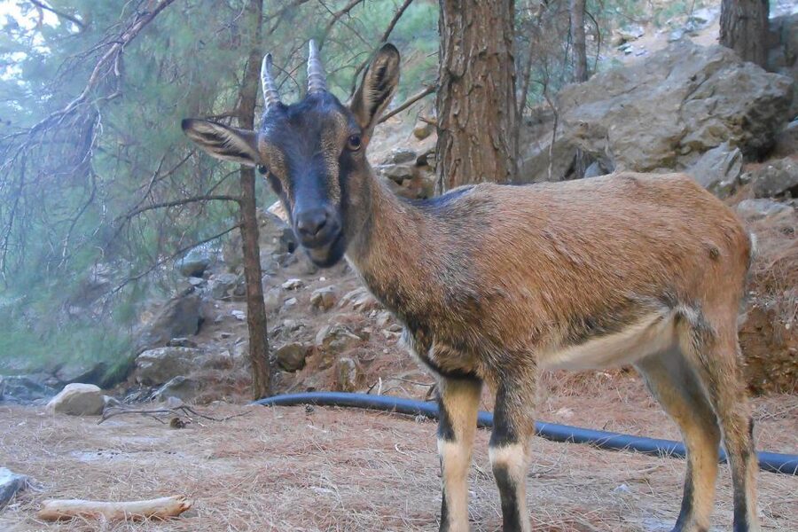 Crete: Samaria Gorge Hiking with transfer and expert Escort - Should you book Samaria Gorge with this transfer and guide?