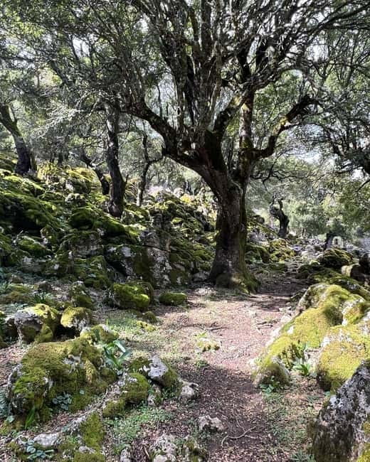 Crete: Sarakina Gorge, Forests, and South Coast Safari - Sarakina Gorge: Waterfalls, Ropes, and the Real Meaning of Bring Good Shoes