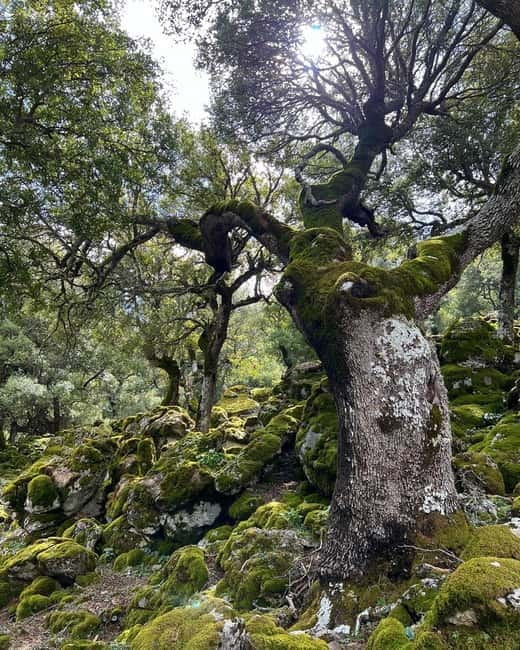 Crete: Sarakina Gorge, Forests, and South Coast Safari - Price and Value: What Around $111 Buys You