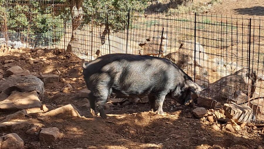 Crete: Shepherd’s Life & Psiloritis Mountain Tour with Meal - Antikristo lamb lunch with wine and water