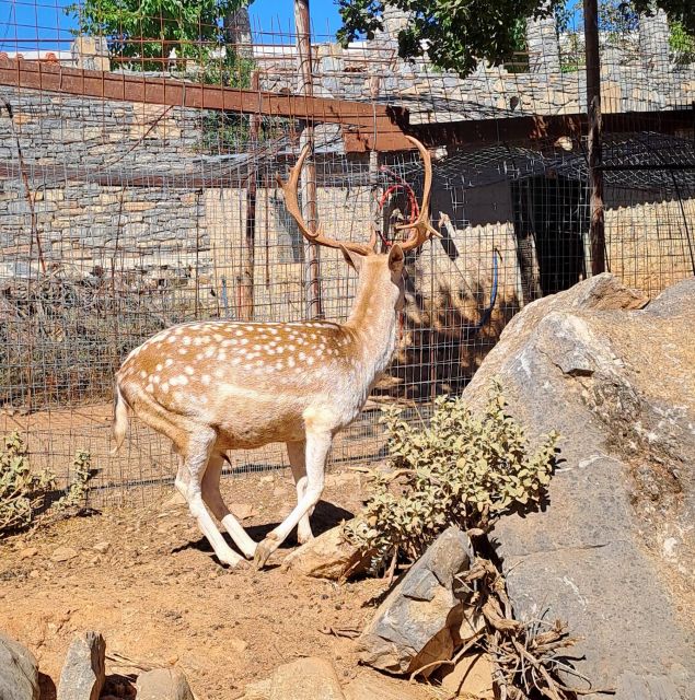 Crete: Shepherd’s Life & Psiloritis Mountain Tour with Meal - Wildlife observation and the rural-life wrap-up
