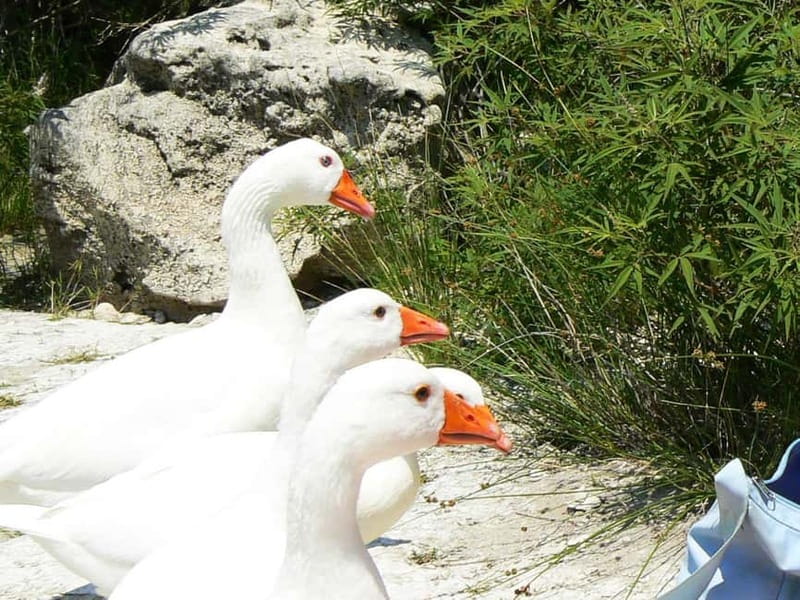 DayTrip Kournas lake Argyroupoli &Georgioupoli from Rethymno - The logistics that affect your comfort more than you think