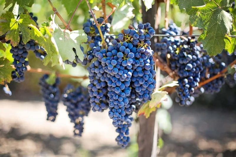 Discover Taste of Crete: Guided Winery Tour and Tastings - Getting picked up from North Heraklion, then straight into the vineyards