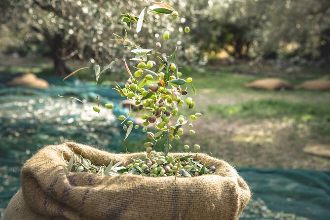 Explore the Secrets of Wine and Olives - A Chania day built around olives, wine, and the way Crete actually works