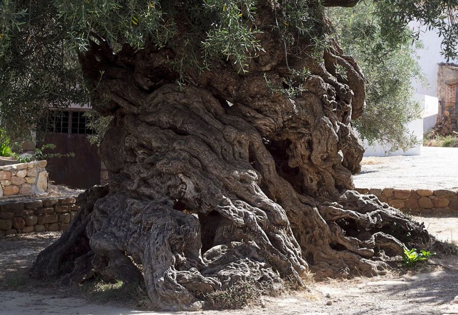 Explore the Secrets of Wine and Olives in Chania - Booking decision: should you choose this wine and olives safari?