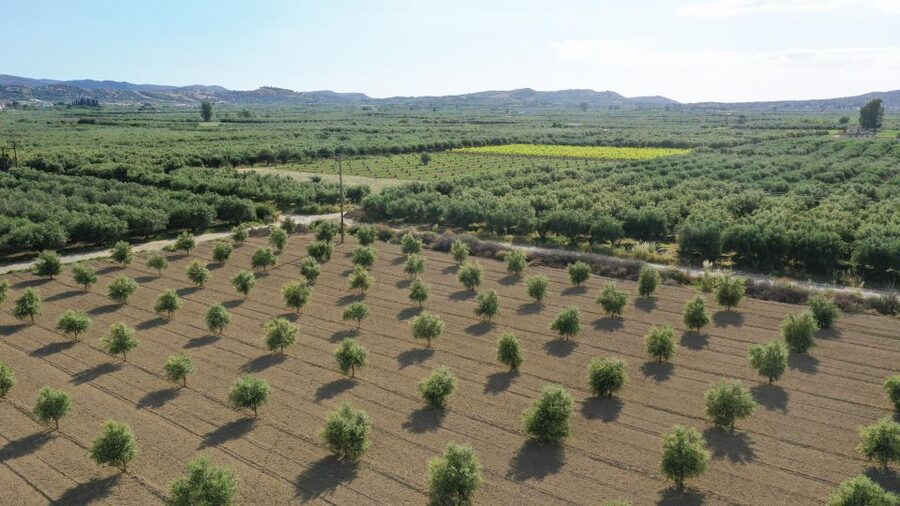 Farm Tour with Cheese-Making, Olive Oil Tasting & Picnic - A Family Farm Afternoon in Crete: Olive Groves, Mizithra, and Raki