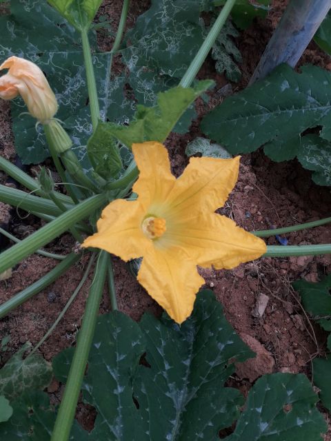 Farm Tour with Cheese-Making, Olive Oil Tasting & Picnic - Finding Cretan Vibes on National Road 97 (and avoiding one easy GPS trap)