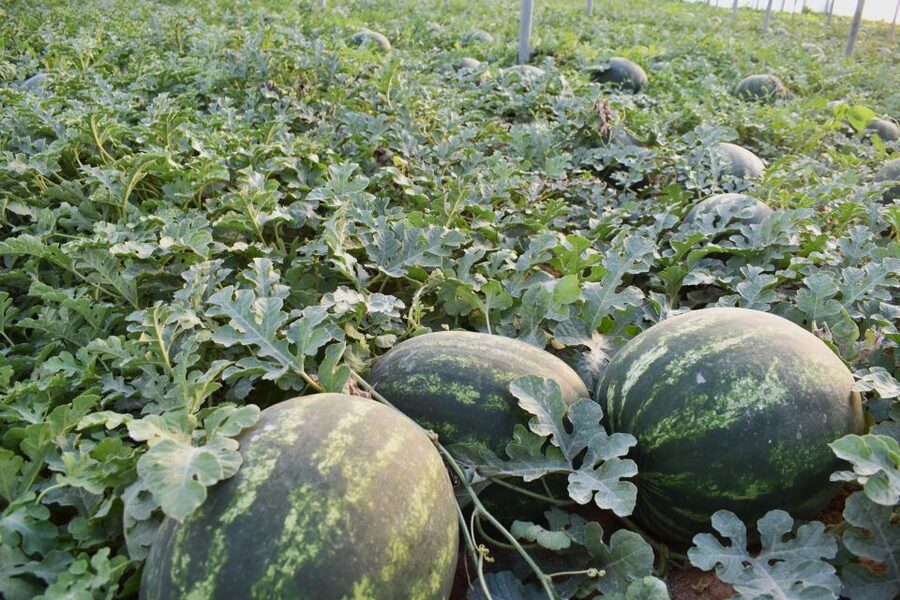 Farm Tour with Cheese-Making, Olive Oil Tasting & Picnic - The picnic under the wooden roof: home-cooked, handmade, and raki