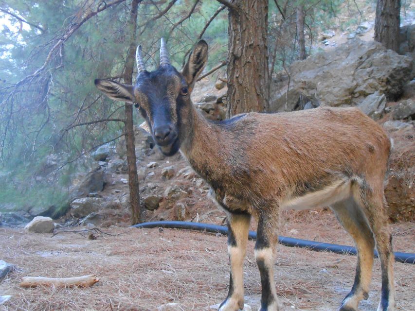 From Agia Galini/Matala: Samaria Gorge Hiking Tour - Omalos to the gorge entrance: where your energy plan starts