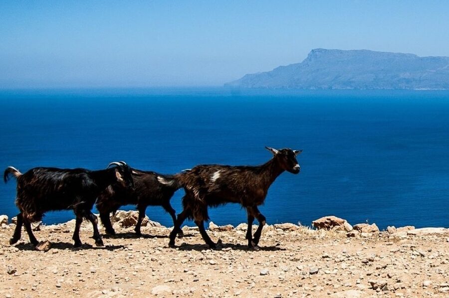 From Chania: Balos Lagoon & Falassarna Private 4WD Road Trip - Photo stops, stories, and why the guide makes a difference